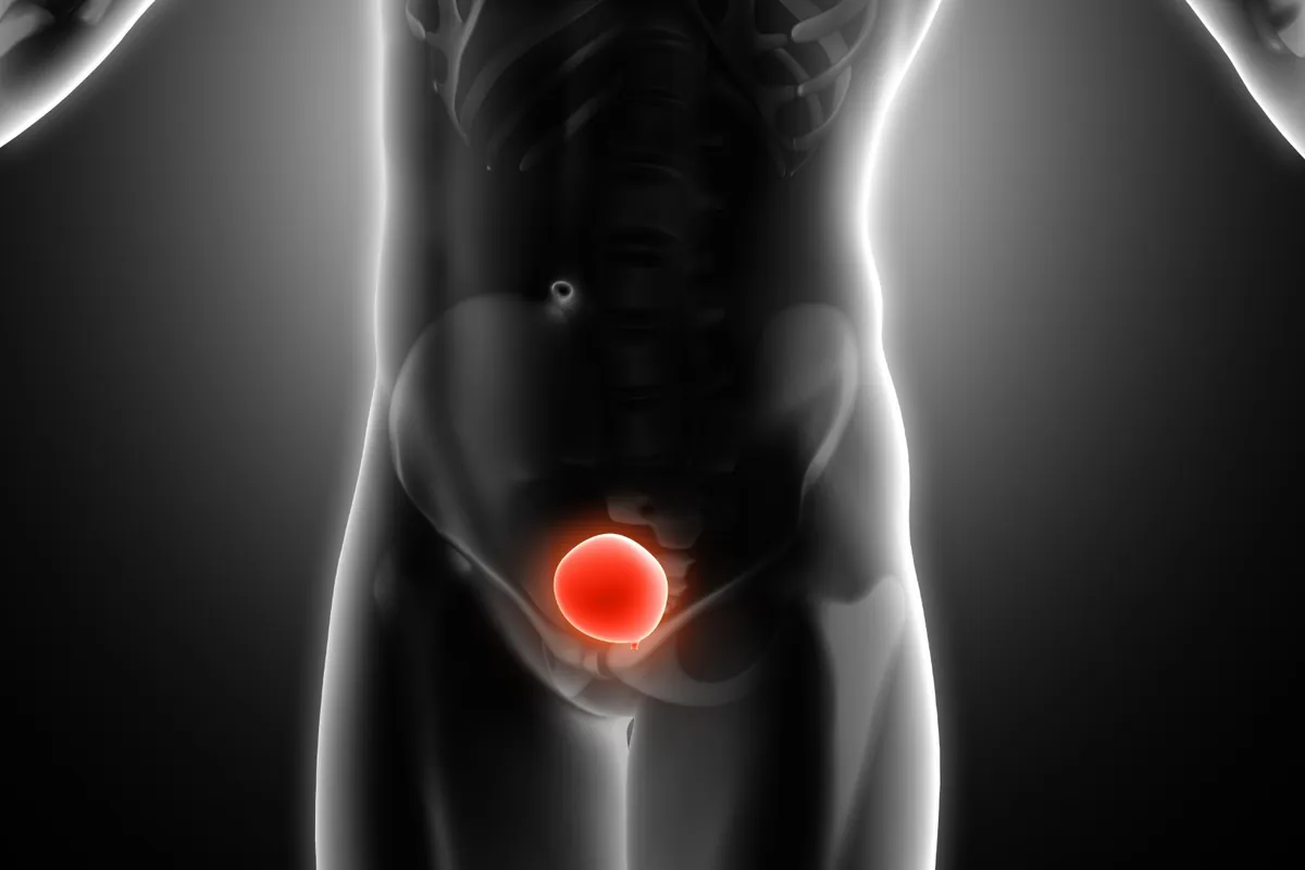 Ilustración 3D del cuerpo masculino con la zona pélvica y el aparato urinario resaltados en rojo